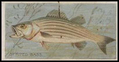 Striped Bass